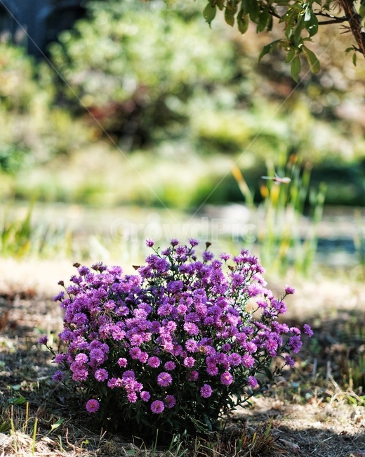 가을,국화,꽃,나무,배경,그늘,풍경,감성,식물,자연,plants,nature,꽃,flower