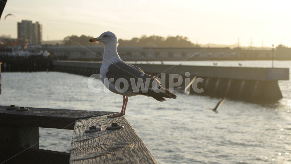 바다,갈매기,부두,해변,석양,측광,beach,seagull,port,동물,animal,조류,새,birds