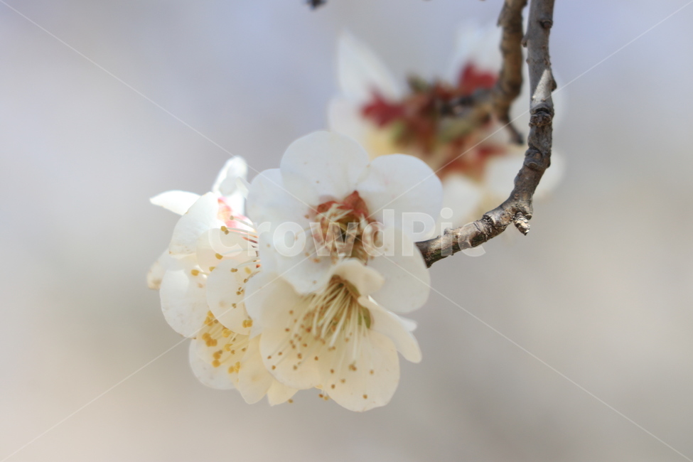 봄,벚꽃,꽃,spring,flower,cherryblossoms,봄,계절,spring,season,식물,자연,plants,nature,꽃,flower,plant
