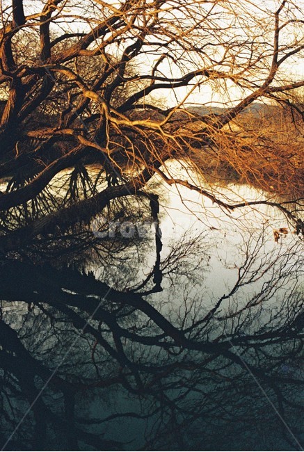 우포늪,늪지,자연,새벽,아침,필름사진,나무,빛,자연,풍경,nature,landscape,tree,plant,식물,tree trunk,나무 줄기