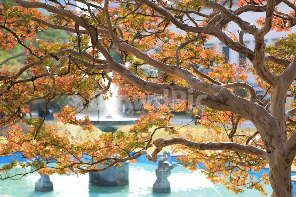 가을,단풍,궁,덕수궁,나무,분수,fall,autumncolors,palace,tree,fountain,가을,계절,fall,autumn,season,plant,식물,tree trunk,나무 줄기