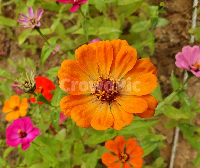백일홍,꽃,식물,plant,blossom,flower,wildflower,야생화,vibrant,fresh,life,생명력,힐링,편안함,vivid,orange,아름다움,beautiful