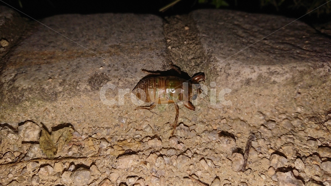 매미,매미유충,여름,유충,벌래,곤충,벌레,insect,bug