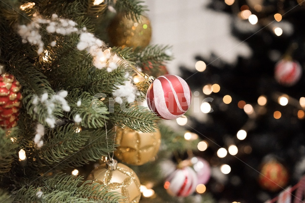 트리,크리스마스,겨울,tree,성탄절,겨울,계절,winter,season,메리크리스마스,성탄절,merry christmas