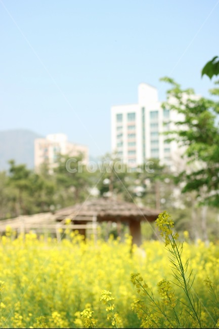 sky,nature,In May,tree,yellow,rape flower field,april,flower,Emotional photo,spring,spring flowers,Busan Citizens Park,sunlight,light,sight,rape flower