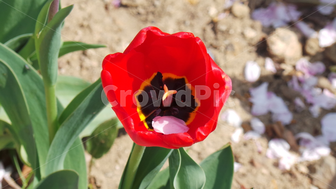 튤립,꽃,tulip,봄,플라워