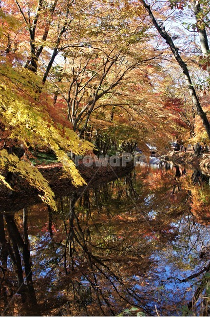 가을,단풍,나무,자연,식물,계곡물,그림자,감성,자연풍경,풍경,trees,nature,autumn,season,emotion,가을,계절,fall,autumn,season,water,물,land,땅,outdoors,옥외,plant,tree
