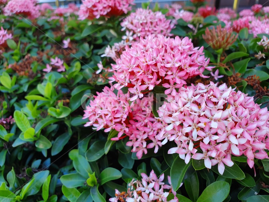 꽃,분홍꽃,자연,식물,plant,파릇파릇,싱그러움