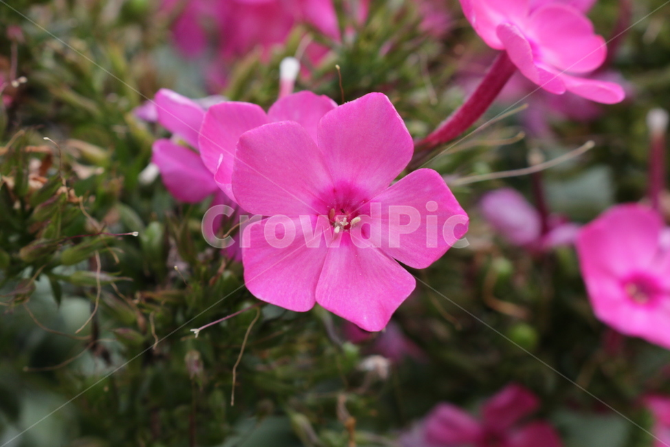 식물,꽃,분홍꽃,꽃한송이,봄꽃,식물,자연,plants,nature,꽃,flower