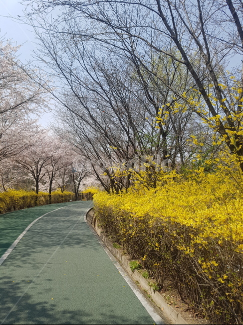 개나리,봄,산책로,노란꽃,봄콫