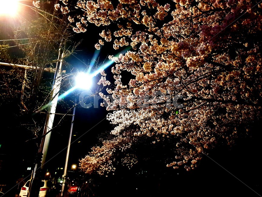 빛,light,밤,저녁,벚꽃,꽃,blossom,식물,plant,봄