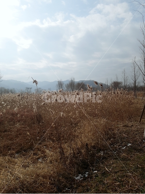 갈대,억새,가을,식물,잔디,가을,계절,fall,autumn,season,plant,grass