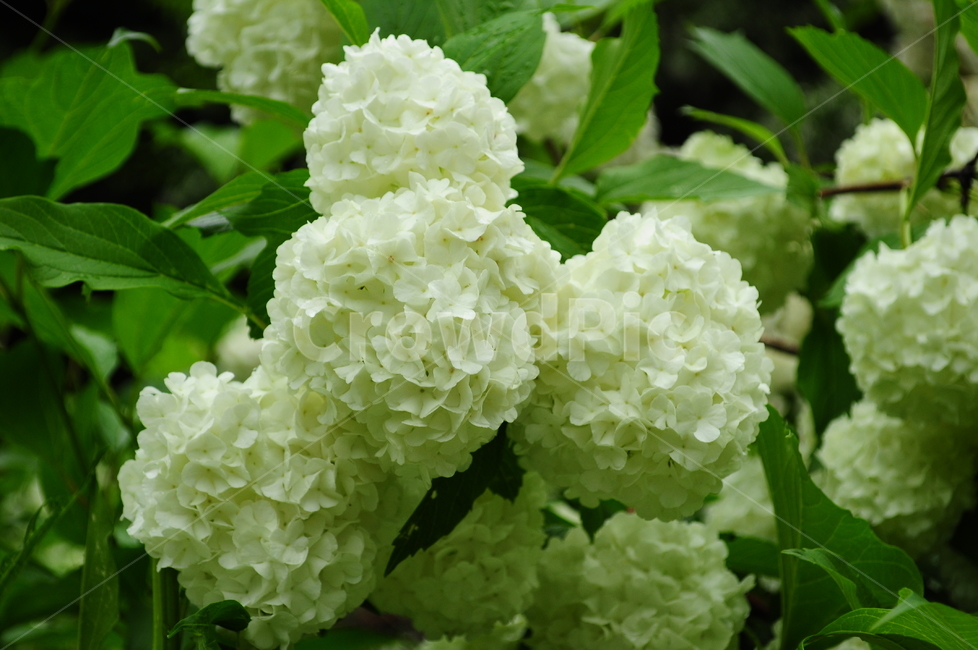 수국,불두화,꽃,잎사귀,식물,식물,자연,plants,nature,꽃,flower