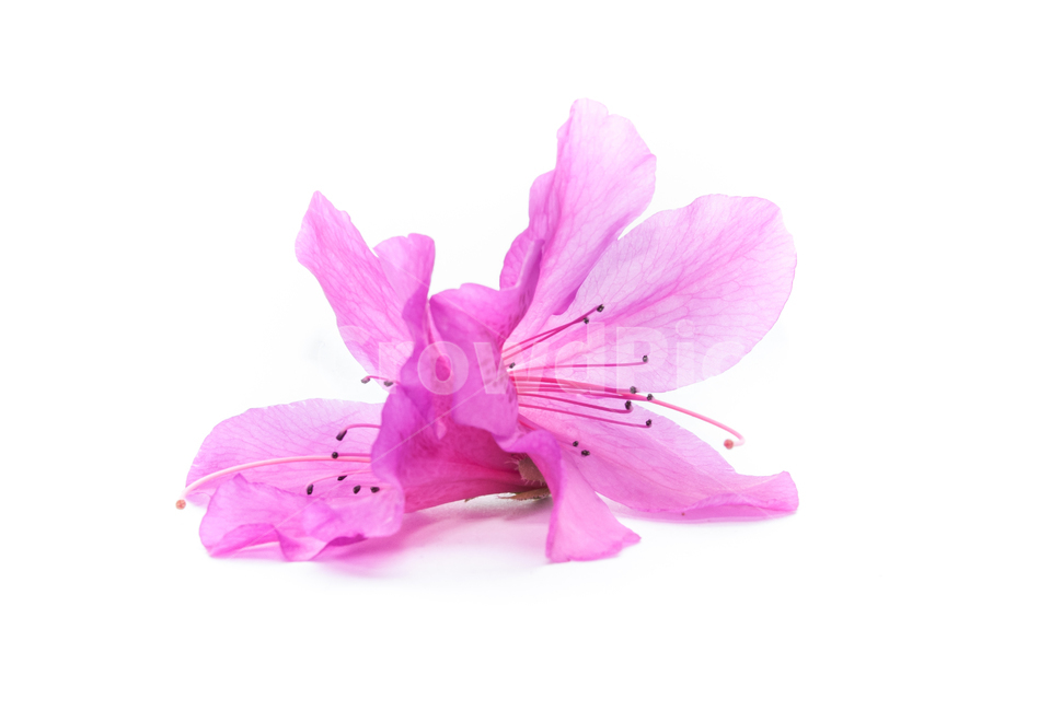 산철쭉,철쭉,누끼,배경,봄,꽃,생화,식물,조경,핑크,분홍,spring,season,flowe,자연,향기,아름다운,화사한,봄꽃,꽃잎,스튜디오,봄,계절,spring,season,식물,자연,plants,nature,꽃,flower,누끼,remove background,geranium,제라늄,plant,blossom