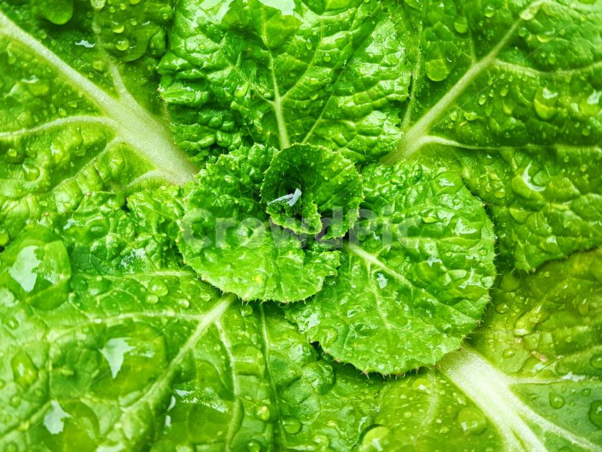 봄동,야채,vegetable,food,음식,식물,plant