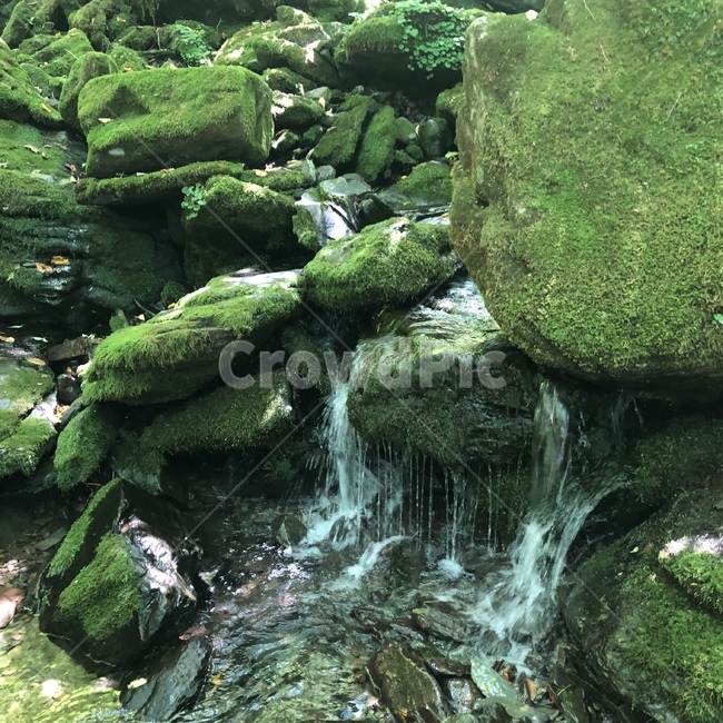 이끼계곡,바위,이끼,자연,풍경,물,물줄기,계곡,여름,오전,초록,초록빛,돌,여름,계절,summer,season,자연,풍경,nature,landscape,water,outdoors,옥외