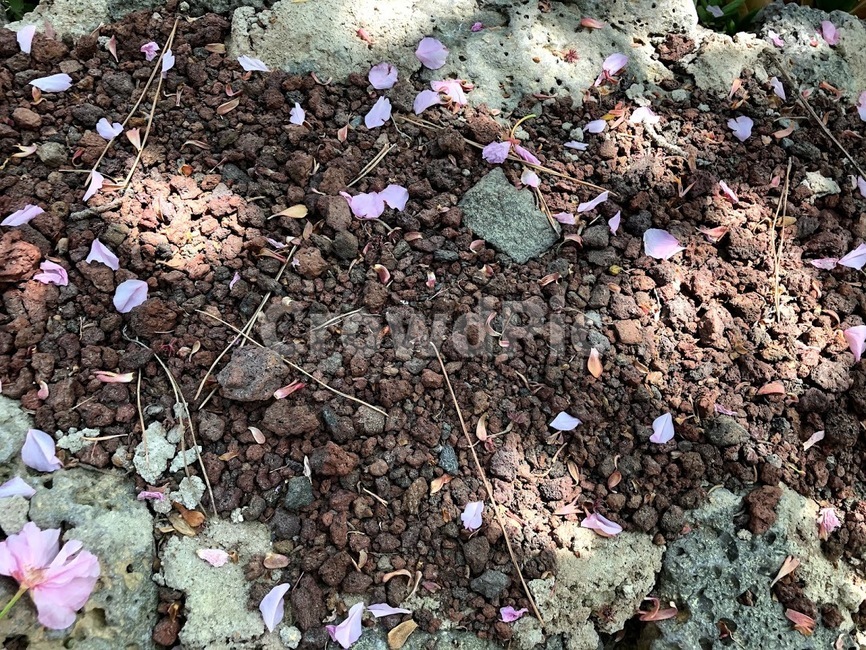 꽃,봄꽃,flower,벚꽃,꽃잎,pink,분홍,낙화