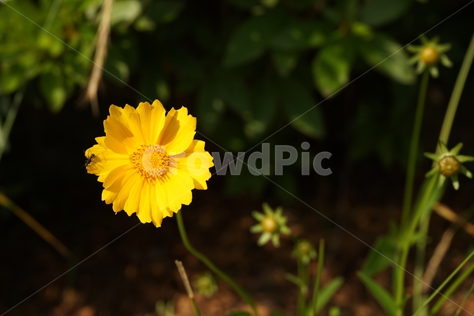 금계국,큰금계국,coreopsis,노랑,따뜻함,yellow,nature,flower,bloom,warm,여러해살이풀,gardening,관상용,beautiful,plant,식물,자연,plants,nature,꽃,flower
