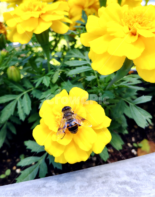 곤충,무척추동물,꿀벌,bee,honeybee,꽃,노란꽃,관찰,식물,자연,plants,nature,꽃,flower