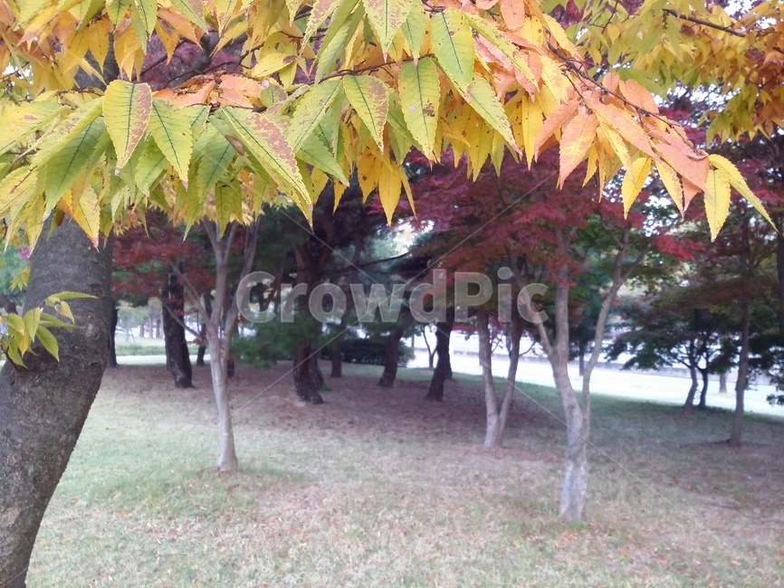 tree,나무,plant,식물,leaf,잎,가을,계절,fall,autumn,season,식물,자연,plants,nature,나무,trees,wood