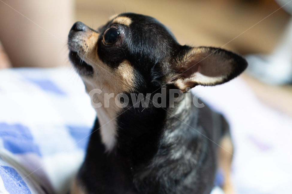 치와와,강아지,애완견,애완동물,pet,동물,dog,포유류,chihuahua,동물,animal,포유류,mammal,개,강아지,dog,doggy
