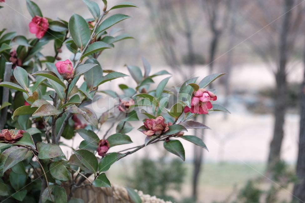 꽃,식물,flower,plant,잎,나무,초록,연두,빨강,빨간색,고풍,빈티지,green,red,vintage,식물,자연,plants,nature,꽃,flower
