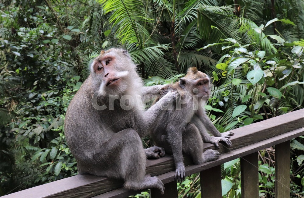 동물원,원숭이,커플,엄마,아기,모성애,로맨스,격정,몽키,monkey,발리,사원,원숭이사원,동남아,동물,사랑,아기원숭이,엄마원숭이,정사,동물,animal,포유류,mammal