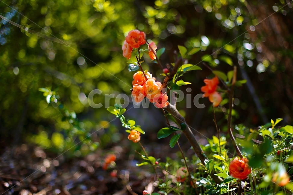 plant,식물,야샹화,꽃,봄