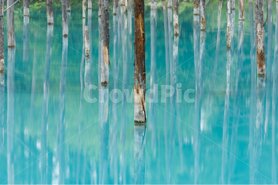 홋카이도,비에이,풍경,자연,호수,나무,반영,hokkaido,biei,tree,landscape,scenary,nature,pond,reflection,자연,풍경,nature,landscape