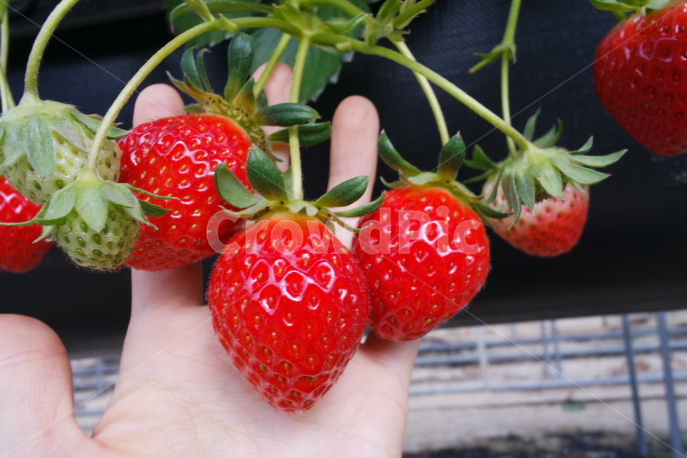 strawberry,딸기,food,fruit,과일,음식,plant,식물,딸기체험,딸기농장
