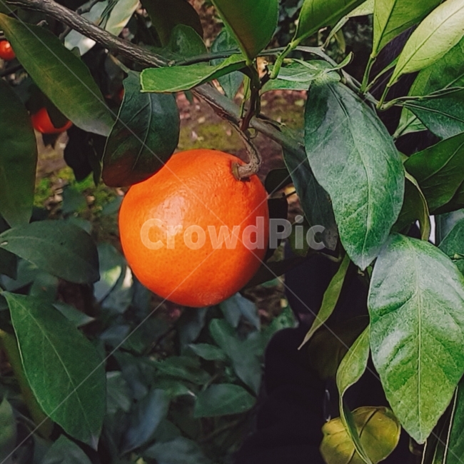 orange,주황색,plant,식물,감귤류과일,과일,음식