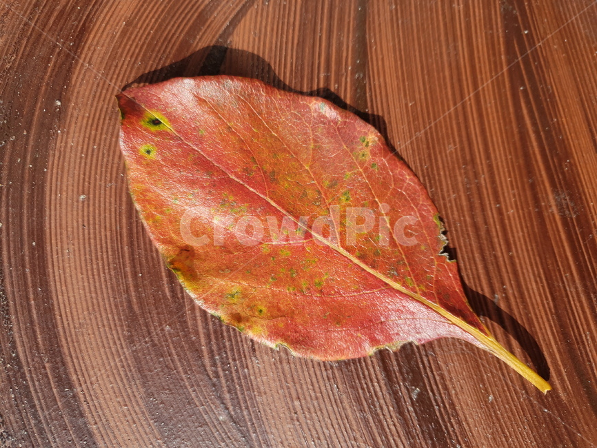자연,가을,나뭇잎,단풍,잎,시골,식물,plant,leaf,가을,계절,fall,autumn,season