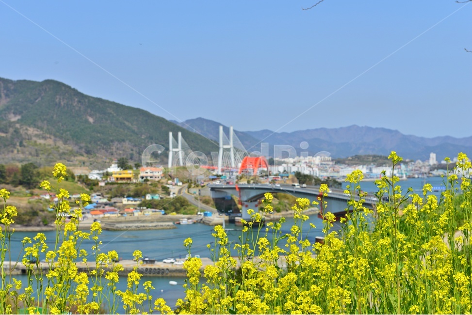 building,건물,경남,남해,창선,삼천포,창선대교,삼천포대교,유채밭,유채꽃,봄,봄꽃,계절,field,들,grassland,outdoors,옥외,nature,자연,meadow,목초지,arched,아치형,bridge,다리