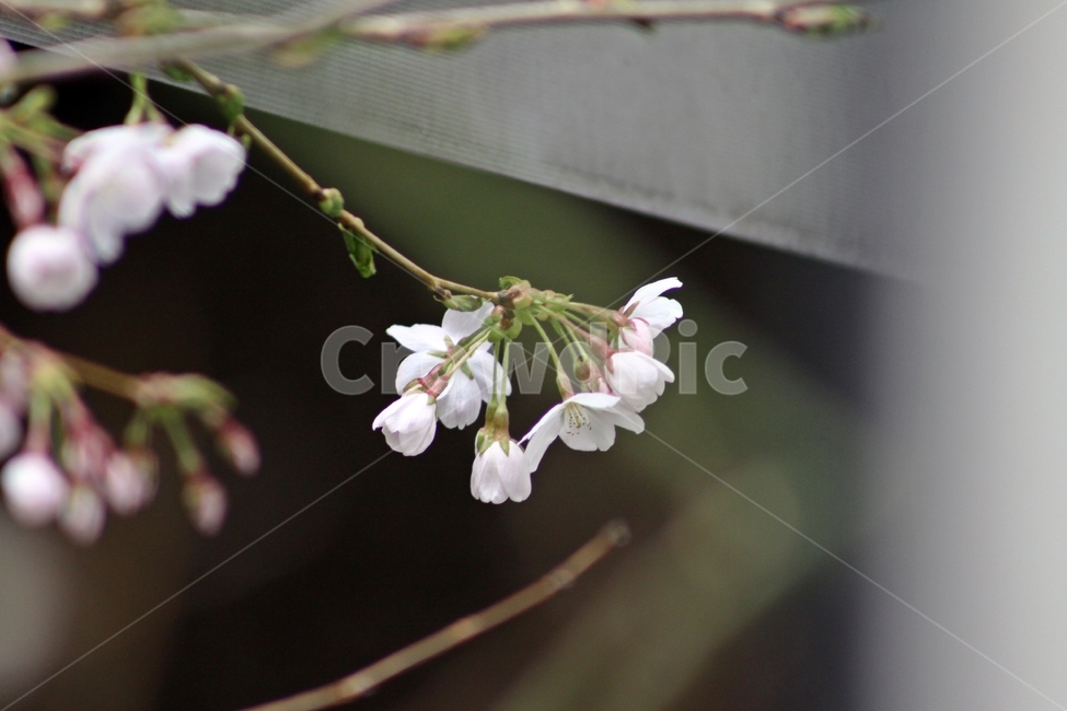 봄,봄꽃,벚꽃,꽃,식물,식물,자연,plants,nature,꽃,flower