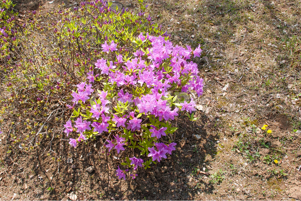 진달래,철쭉,봄,꽃,생화,공원,식물,조경,핑크,분홍,spring,season,flowe,만개,만발,자연,향기,영산홍,연산홍,보라,아름다운,화사한,Azalea,봄,계절,spring,season,식물,자연,plants,nature,꽃,flower,ground,바닥,plant,blossom,geranium,제라늄