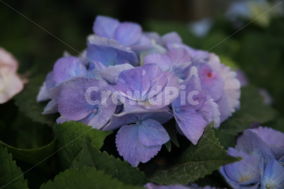 봄꽃,꽃,아름다움,봄소식,식물,클로즈업,식물,자연,plants,nature,꽃,flower
