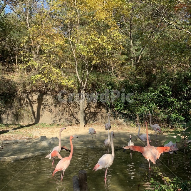 flock,대군,animal,동물,bird,새,플라밍고,홍학,flamingo