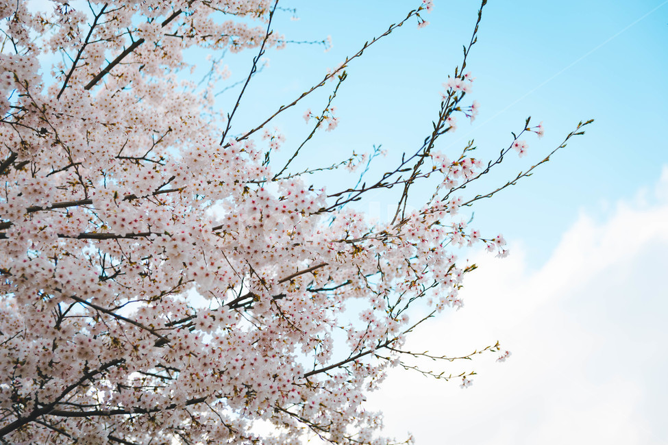 봄,벚꽃,봄꽃,꽃잎,flower,blossom,cheeryblossom