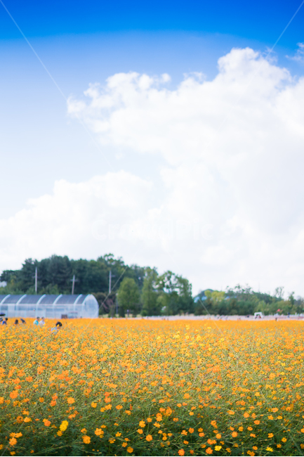 자연,풍경,꽃,꽃밭,식물,flower,가을,계절,fall,autumn,season,식물,자연,plants,nature,꽃,flower,field,들
