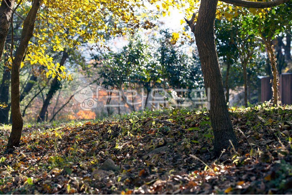 식물,나무,맑음,바깥,나무가지,풀,잡초,야외,쾌청,옥외,실외,화창,관광명소,삼림,숲,자연,수풀,경치,풍경,빛,수목,가을,대나무숲,노랑색,옐로우,잎,낙엽,단풍,고엽,tree,plant