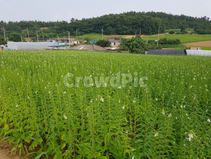 들,nature,자연,outdoors,목초지,grassland,옥외,field,자연,풍경,nature,landscape,식물,plants