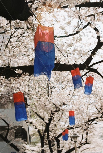 청사초롱,벚꽃,봄,필름카메라,필카,봄꽃