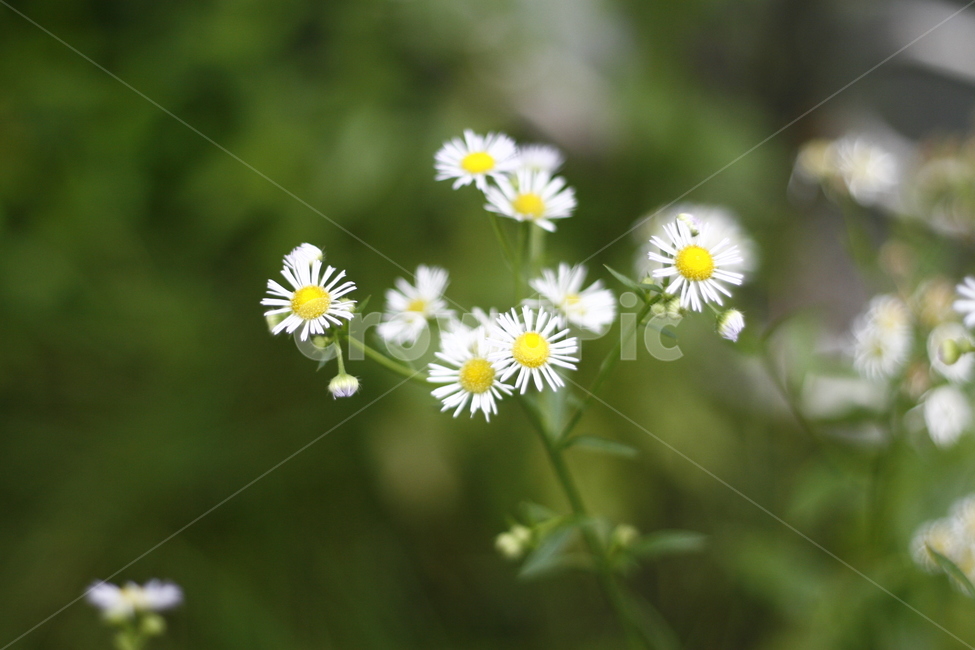 plant,식물,blossom,꽃,daisy,데이지,flower,식물,자연,plants,nature,꽃,flower