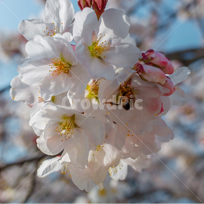벚꽃,벌,풍경,하늘,꽃,봄,계절,spring,season,식물,자연,plants,nature,꽃,flower,plant