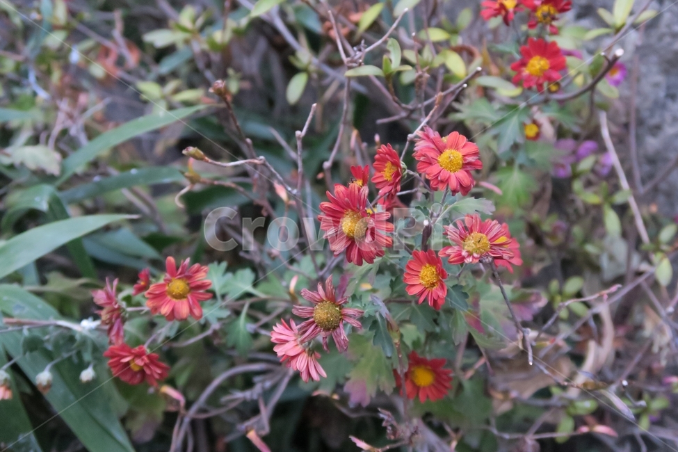 꽃,꽃사진,flower,color,beautiful,식물,자연,plants,nature,꽃,flower