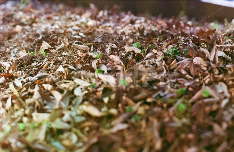 가을,낙엽,필름,필름사진,감성,식물,자연,plants,nature,휴식,힐링,rest,relaxation,healing,감성,sensible,feeling