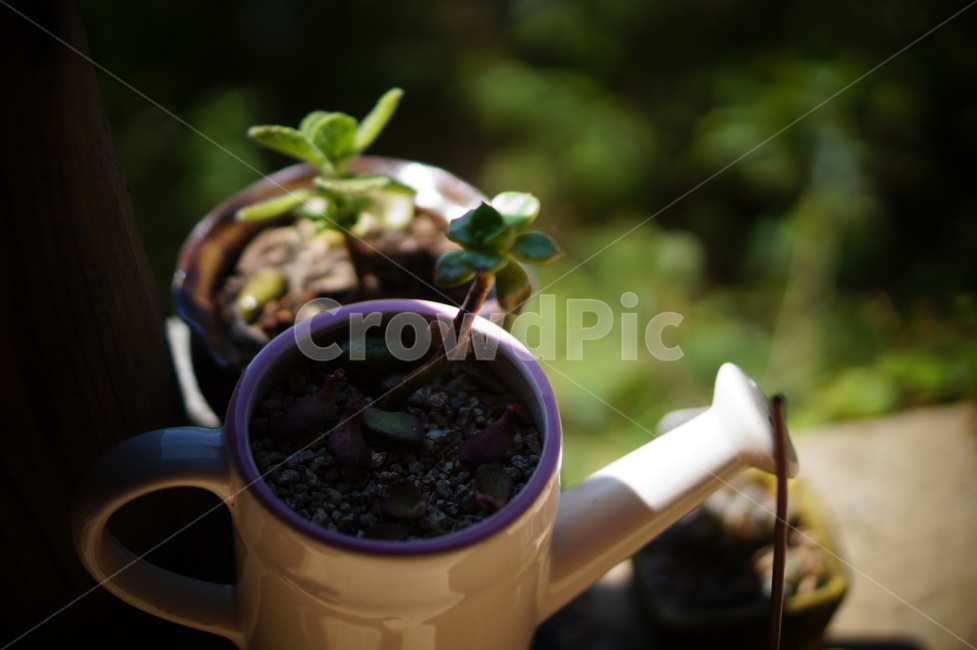 꽃,화분,flower,flowerpot,pot,다육이,다육식물,succulent,선인장,cactus,물조리
