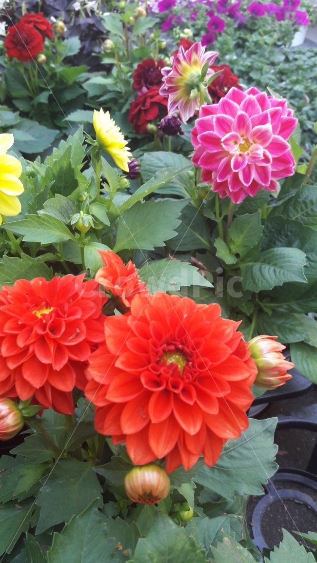 꽃,초록,빨강,주황,분홍,식물,자연,plants,nature,꽃,flower