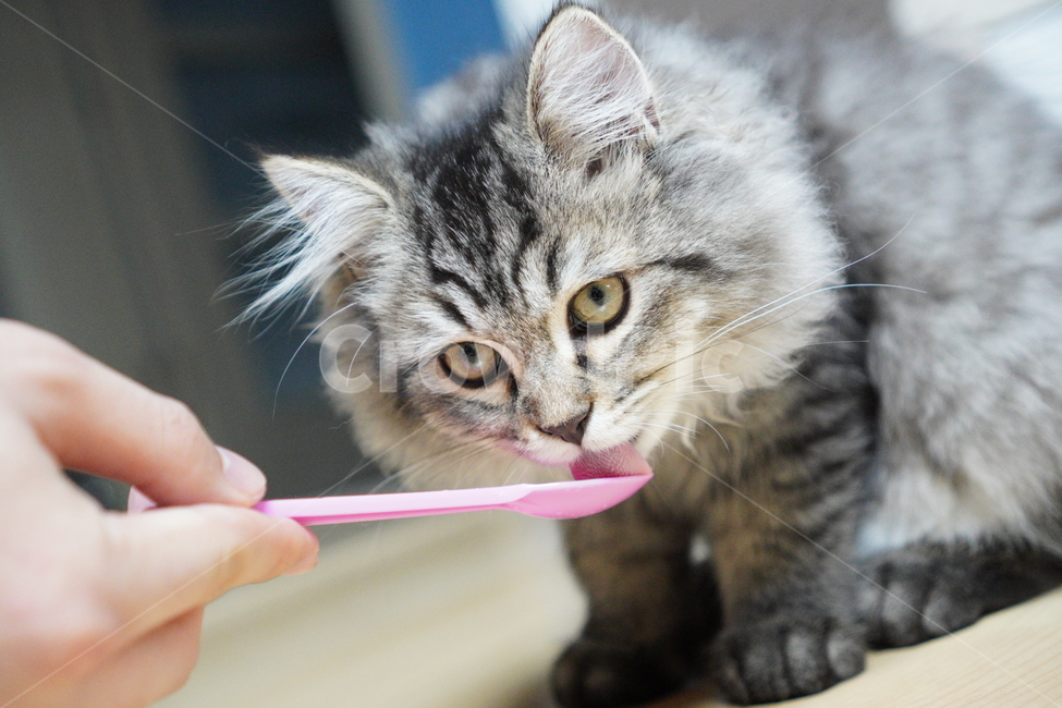 고양이,어린고양이,귀여운고양이,페르시안고양이,냥이,야옹이,반려묘,cat,cutecat,동물,animal,포유류,mammal,고양이,cat,kitten,kitty
