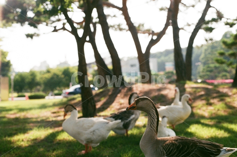 거위,조류,새,숲,동물,필름사진,아웃포커싱,노이즈,animal,동물,animal,조류,새,birds